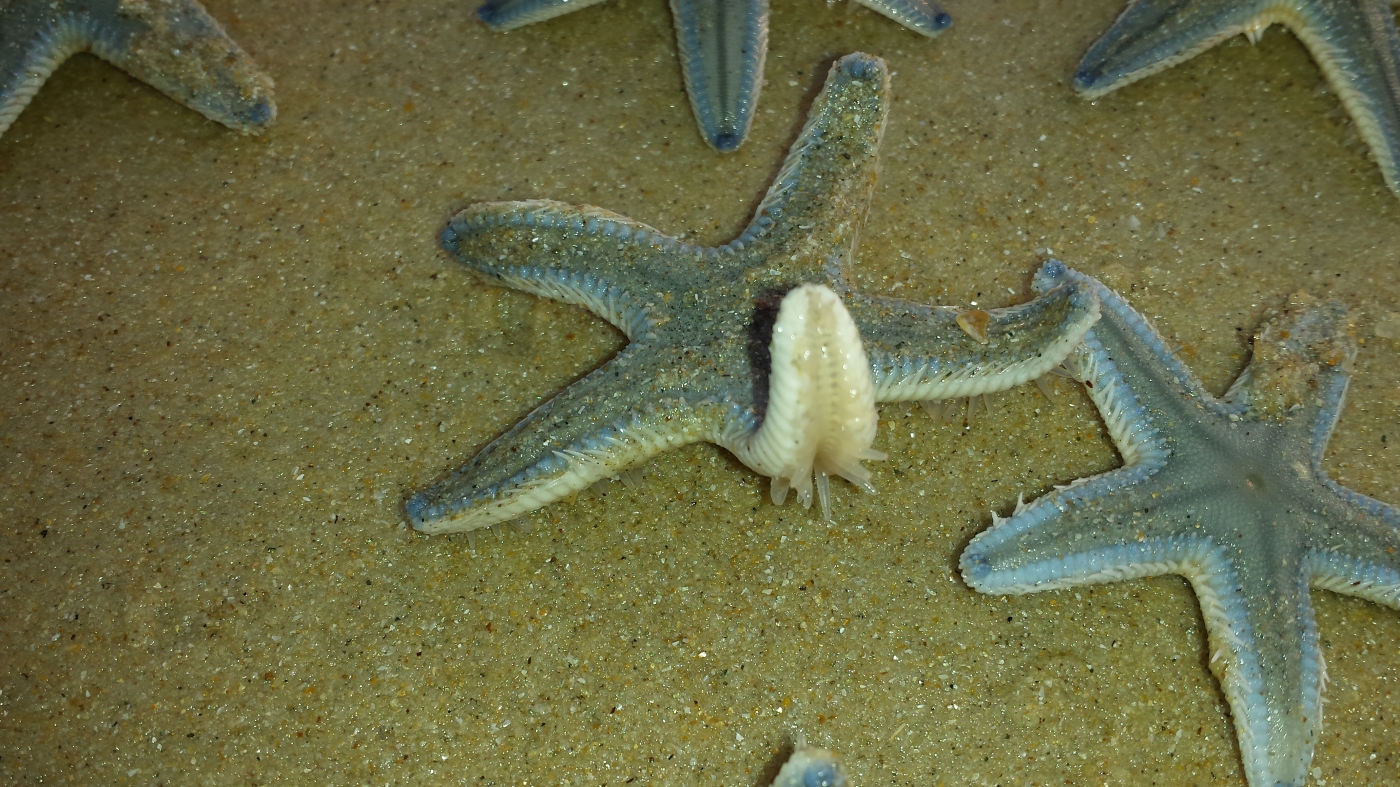 Star Fish- A beautiful animal at the sea shore – Craze Of Real Clicks
